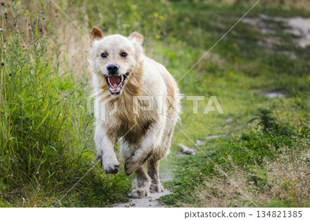 Golden Retriever dog running along narrow green path after swimming, wet fur and joyful expression outdoors 134821385