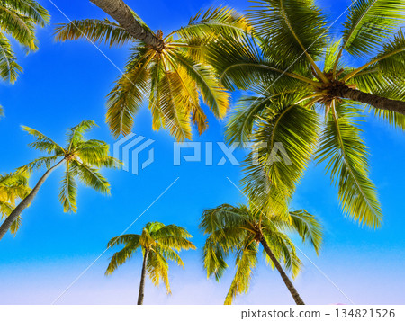 Summer, blue sky, palm trees image Summer, blue sky, palm trees image 134821526