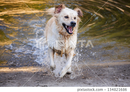 Golden Retriever dog running out of shallow water with splashes, wet fur and open mouth during active play outdoors 134821686