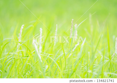 秋日田野:蓬鬆的野花隨風搖曳 04 秋日田野:蓬鬆的野花隨風搖曳 04 134821741