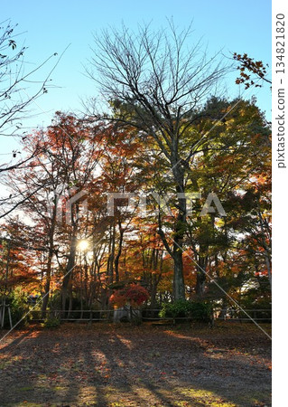 越志紅葉庭園的紅葉（新潟縣長岡市） 134821820