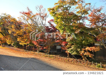 越志紅葉庭園的紅葉(新潟縣長岡市) 越志紅葉庭園的紅葉(新潟縣長岡市) 134821821