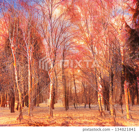北海道冬季景色，傍晚的雪地公園白樺樹搖曳生姿 134821841