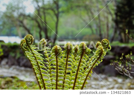 在群馬縣赤城山大沼湖的春林中，甘藍型油菜（Brassica napus）幼苗正在萌發。 134821863