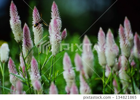 蜜蜂和粉紅色的雞冠花 134821865