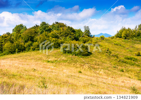 mountain landscape with foliage forest in autumn. beautiful carpathian beech woodland on rolling hills in highland of ukraine under blue sky on a sunny day. background image for green environment mountain landscape with foliage forest in autumn. beautiful carpathian beech woodland on rolling hills in highland of ukraine under blue sky on a sunny day. background image for green environment 134821909