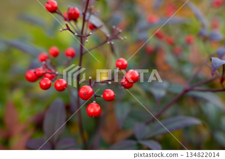 Red berries of the nandina that grow in winter 134822014