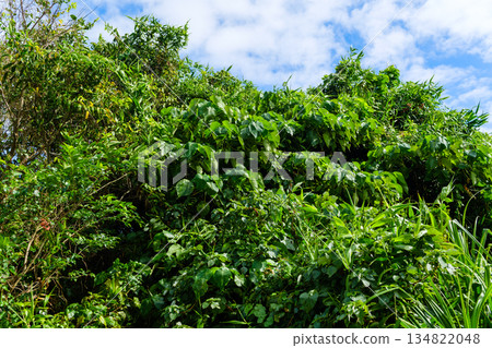 Scenery that evokes the rich nature and culture of the tropics found in Okinawa Scenery that evokes the rich nature and culture of the tropics found in Okinawa 134822048
