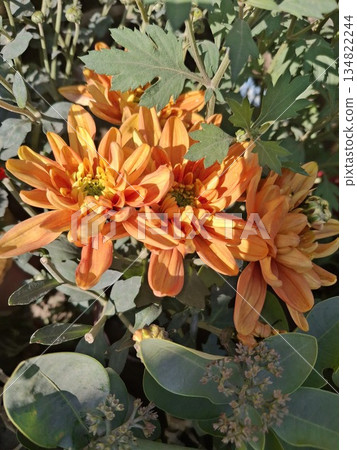 Close-up of bright orange chrysanthemums with detailed petals, bathed in warm sunlight, surrounded by green foliage Close-up of bright orange chrysanthemums with detailed petals, bathed in warm sunlight, surrounded by green foliage 134822244
