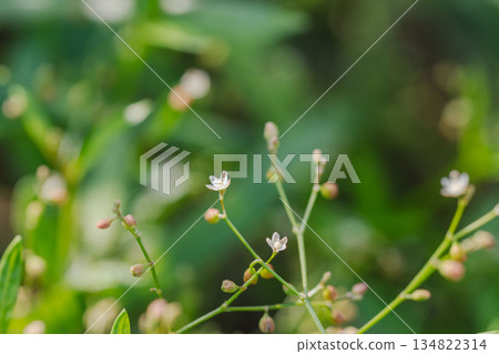 Summer mountain: Small white flowers of pomegranate 02 134822314