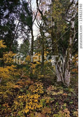 Autumn foliage scenery in Tochio Forest, Nagaoka City (Tochio, Nagaoka City, Niigata Prefecture) 134822340