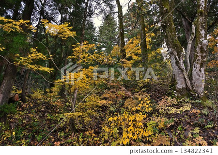 Autumn foliage scenery in Tochio Forest, Nagaoka City (Tochio, Nagaoka City, Niigata Prefecture) 134822341