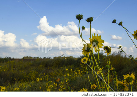 Wild flower, La Pampa.  Patagonia, Argentina 134822371