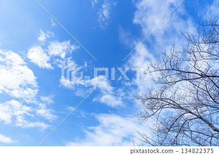 冬日的天空、雲彩和樹木 冬日的天空、雲彩和樹木 134822375