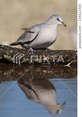 Picui Ground Dove, in Calden forest environment, La Pampa province, Patagonia,Argentina. Picui Ground Dove, in Calden forest environment, La Pampa province, Patagonia,Argentina. 134822385