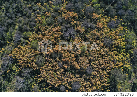 Calden forest landscape, Prosopis Caldenia plants, La Pampa province, Patagonia, Argentina. Calden forest landscape, Prosopis Caldenia plants, La Pampa province, Patagonia, Argentina. 134822386