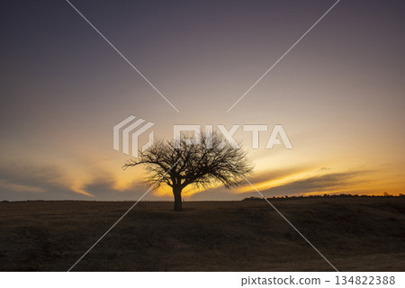 Flowered field in the Pampas Plain, La Pampa Province, Patagonia, Argentina. Flowered field in the Pampas Plain, La Pampa Province, Patagonia, Argentina. 134822388