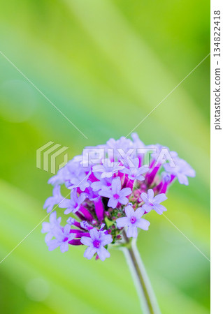 夏日山巒 - 樹蔭下的柳花 03 134822418