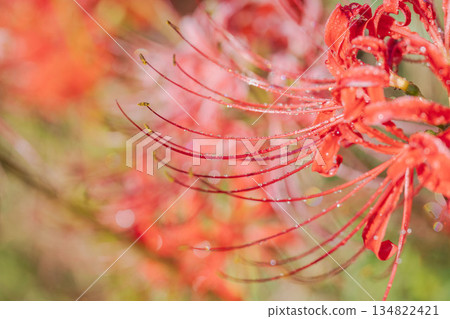 Autumn flowers: Macro photography of red spider lilies swaying in morning dew 26 Autumn flowers: Macro photography of red spider lilies swaying in morning dew 26 134822421