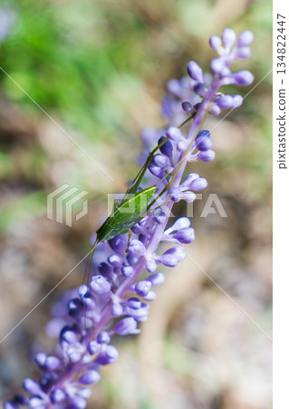 Autumn forest: larvae of the stag beetle and lily of the valley 02 Autumn forest: larvae of the stag beetle and lily of the valley 02 134822447