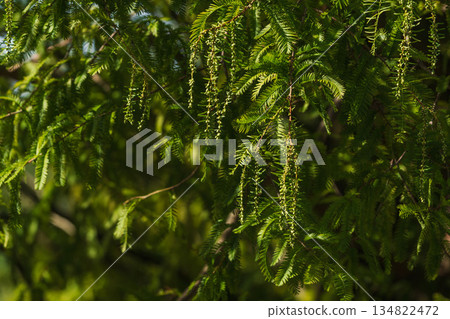 Autumn forest metasequoia flowers 03 Autumn forest metasequoia flowers 03 134822472