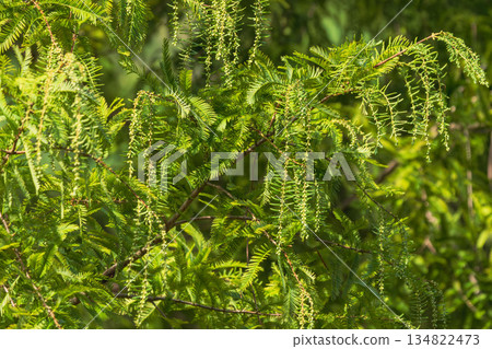 Autumn forest metasequoia flowers 04 Autumn forest metasequoia flowers 04 134822473