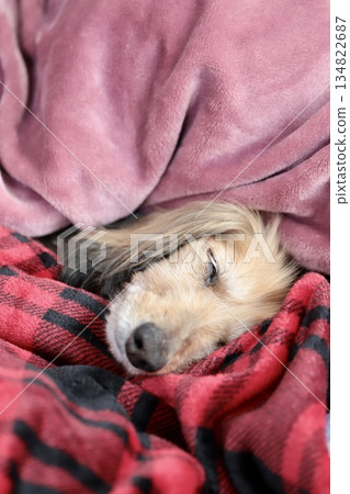 An 18-year-old miniature dachshund sleeping under a blanket An 18-year-old miniature dachshund sleeping under a blanket 134822687