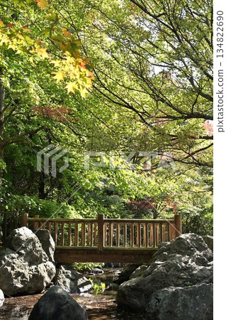 Autumn foliage scenery at Nigorikawa Park (Niigata City, Niigata Prefecture) 134822690