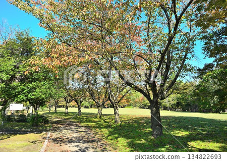 Autumn foliage scenery at Nigorikawa Park (Niigata City, Niigata Prefecture) 134822693