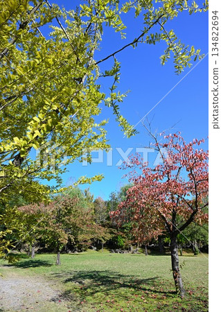 Autumn foliage scenery at Nigorikawa Park (Niigata City, Niigata Prefecture) Autumn foliage scenery at Nigorikawa Park (Niigata City, Niigata Prefecture) 134822694