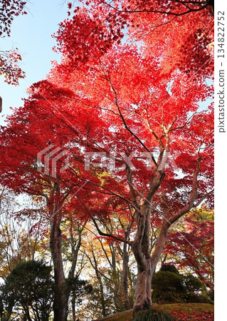 Autumn foliage at Koshiji Momiji Garden (Nagaoka City, Niigata Prefecture) Autumn foliage at Koshiji Momiji Garden (Nagaoka City, Niigata Prefecture) 134822752