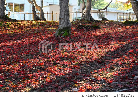 越志紅葉庭園的紅葉（新潟縣長岡市） 134822753