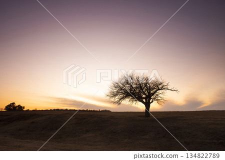 Flowered field in the Pampas Plain, La Pampa Province, Patagonia, Argentina. Flowered field in the Pampas Plain, La Pampa Province, Patagonia, Argentina. 134822789