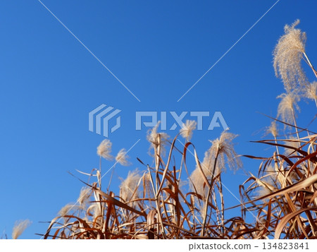 Japanese pampas grass against the blue sky. A wonderful copy space. Relaxing time. Enjoy the pleasant scenery. 134823841
