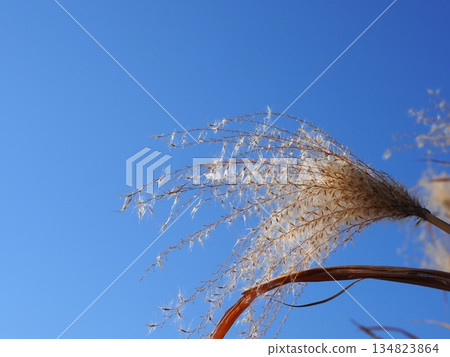 藍天下，日本蒲葦草搖曳生姿。絕佳的留白空間。放鬆身心，盡情享受這宜人的景色。 134823864