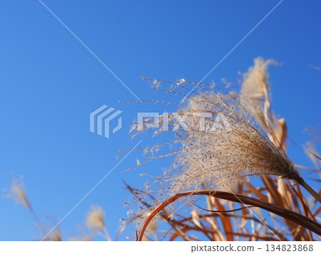 Japanese pampas grass against the blue sky. A wonderful copy space. Relaxing time. Enjoy the pleasant scenery. Japanese pampas grass against the blue sky. A wonderful copy space. Relaxing time. Enjoy the pleasant scenery. 134823868