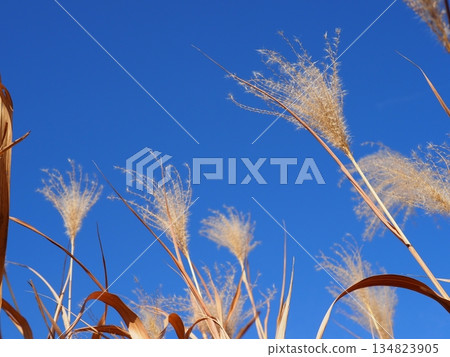 Japanese pampas grass against the blue sky. A wonderful copy space. Relaxing time. Enjoy the pleasant scenery. Japanese pampas grass against the blue sky. A wonderful copy space. Relaxing time. Enjoy the pleasant scenery. 134823905