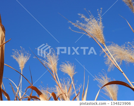 Japanese pampas grass against the blue sky. A wonderful copy space. Relaxing time. Enjoy the pleasant scenery. Japanese pampas grass against the blue sky. A wonderful copy space. Relaxing time. Enjoy the pleasant scenery. 134823906