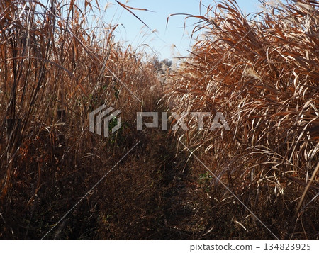 Japanese pampas grass against the blue sky. A wonderful copy space. Relaxing time. Enjoy the pleasant scenery. Japanese pampas grass against the blue sky. A wonderful copy space. Relaxing time. Enjoy the pleasant scenery. 134823925