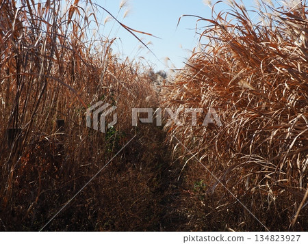 Japanese pampas grass against the blue sky. A wonderful copy space. Relaxing time. Enjoy the pleasant scenery. Japanese pampas grass against the blue sky. A wonderful copy space. Relaxing time. Enjoy the pleasant scenery. 134823927