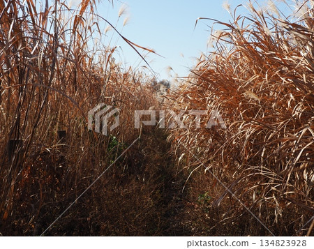 Japanese pampas grass against the blue sky. A wonderful copy space. Relaxing time. Enjoy the pleasant scenery. Japanese pampas grass against the blue sky. A wonderful copy space. Relaxing time. Enjoy the pleasant scenery. 134823928