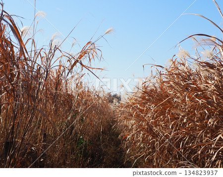 Japanese pampas grass against the blue sky. A wonderful copy space. Relaxing time. Enjoy the pleasant scenery. Japanese pampas grass against the blue sky. A wonderful copy space. Relaxing time. Enjoy the pleasant scenery. 134823937
