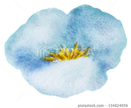 Watercolor light blue wild flower isolated illustration, pastel floral wedding and greeting element Watercolor light blue wild flower isolated illustration, pastel floral wedding and greeting element 134824056