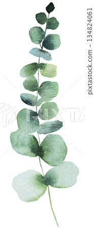 Hand drawn watercolor eucalyptus twig with green leaves isolated illustration, wedding element 134824061