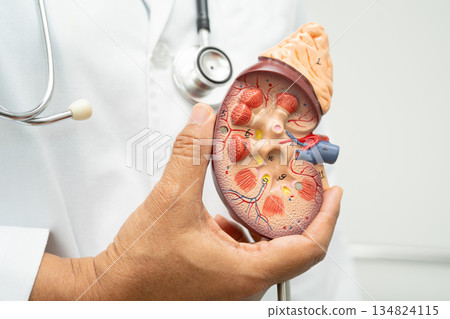 Cardiovascular disease CVD, Asian doctor holding human anatomy model for learn and treat heart disease. Cardiovascular disease CVD, Asian doctor holding human anatomy model for learn and treat heart disease. 134824115