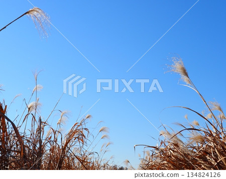 Autumn blue sky and autumn leaves. Copy space. Enjoy the blue sky. Susukino Dance. Autumn blue sky and autumn leaves. Copy space. Enjoy the blue sky. Susukino Dance. 134824126