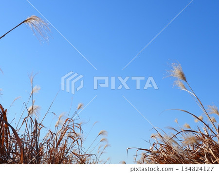 Autumn blue sky and autumn leaves. Copy space. Enjoy the blue sky. Susukino Dance. Autumn blue sky and autumn leaves. Copy space. Enjoy the blue sky. Susukino Dance. 134824127