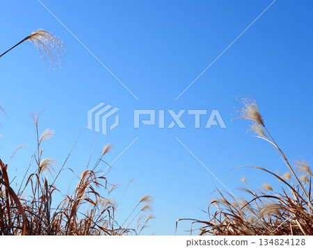Autumn blue sky and autumn leaves. Copy space. Enjoy the blue sky. Susukino Dance. Autumn blue sky and autumn leaves. Copy space. Enjoy the blue sky. Susukino Dance. 134824128