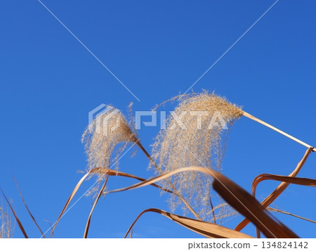 Autumn blue sky and autumn leaves. Copy space. Enjoy the blue sky. Susukino Dance. 134824142
