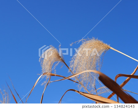 Autumn blue sky and autumn leaves. Copy space. Enjoy the blue sky. Susukino Dance. 134824143